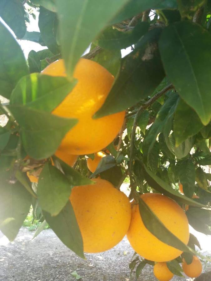 Lemon Tree Cottage Finikounta Bagian luar foto